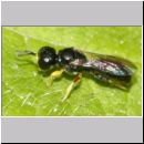 Crossocerus sp - Grabwespe 12a 4-5mm Sandgrube Niedringhaussee.jpg